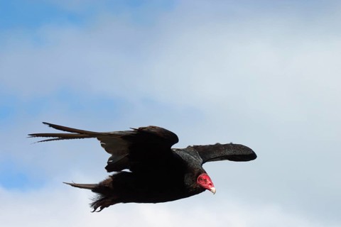 Turkey vulture