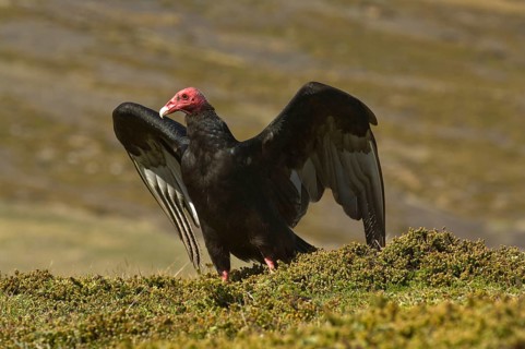 Turkey Vulture