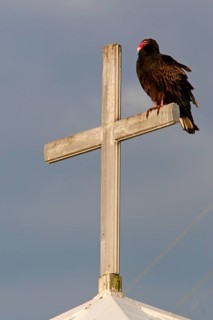 Turkey vulture