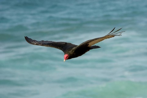 Turkey vulture