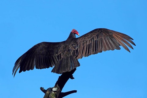 Turkey vulture