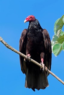 Turkey vulture