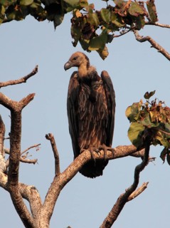 White-rumped vulture