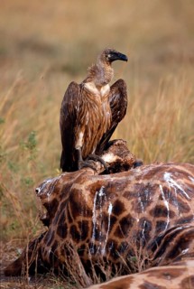 White-backed vulture