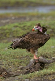 White-headed vulture