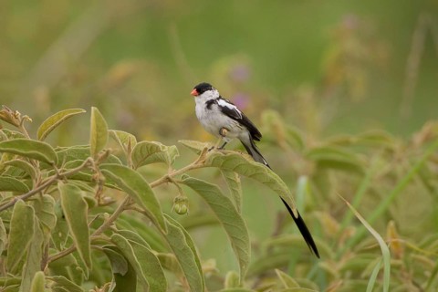 Pin tailed Whydah