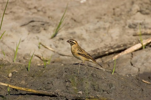 Pin tailed Whydah