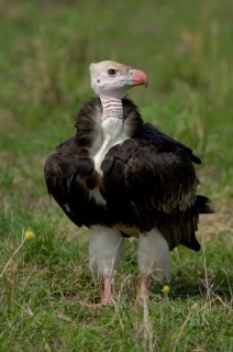 Adult white-headed vulture