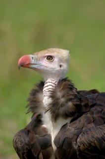 Adult white-headed vulture