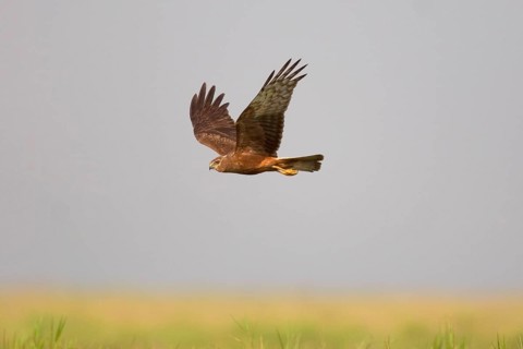 Mangrove Harrier