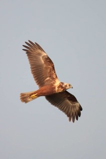 Mangrove Harrier