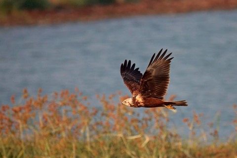 Mangrove Harrier
