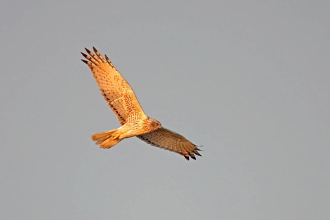 Mangrove Harrier