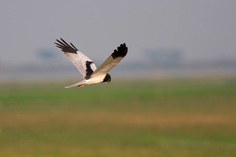 Pied Harrier