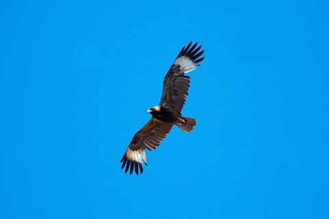 Black-breasted Buzzard
