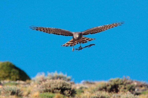 Cinereous Harrier