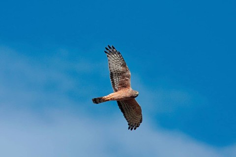 Cinereous Harrier