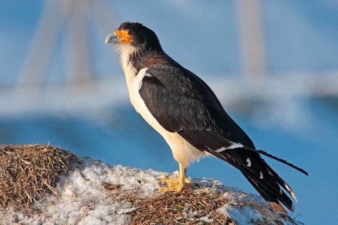 White-throated Caracara
