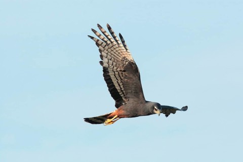 Long-winged Harrier