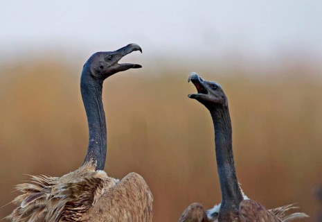 Slender-billed vulture