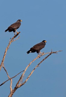 Cuban Black Hawk