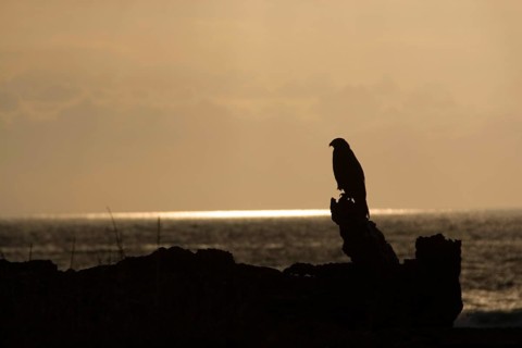Galapagos Hawk