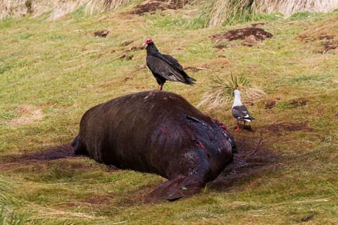 Turk's vulture on dead elephant seal