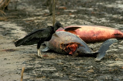 The black vulture