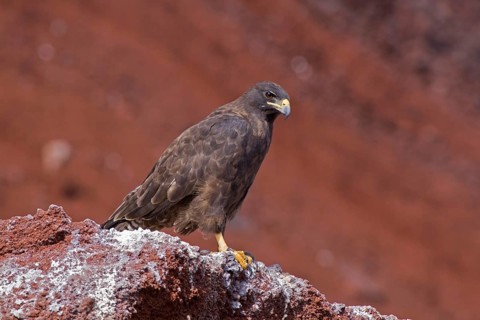 Galapagos Hawk