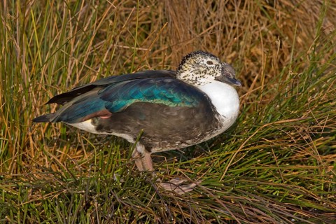 South American crested duck