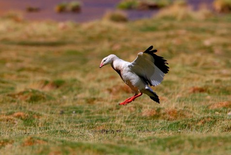 Andean goose