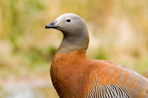 Ashy-headed Goose