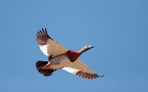 Ashy-headed Goose
