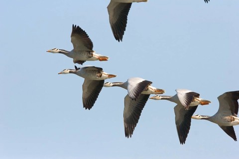 Bar-headed goose