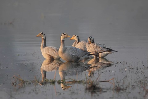 Bar-headed goose