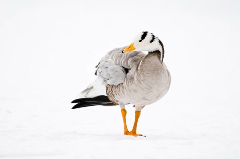 Bar-headed goose