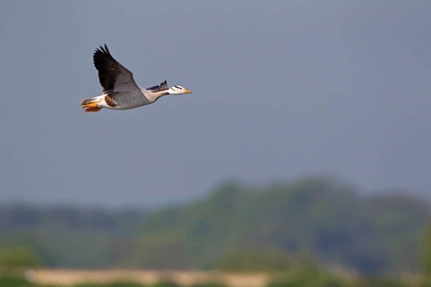 Bar-headed goose