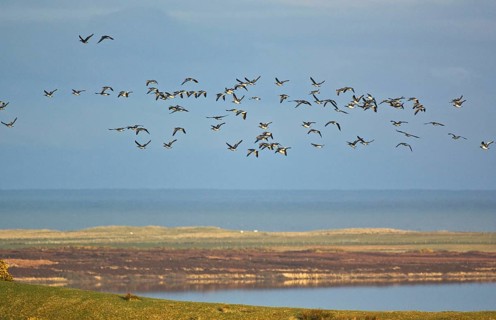 Barnacle Goose