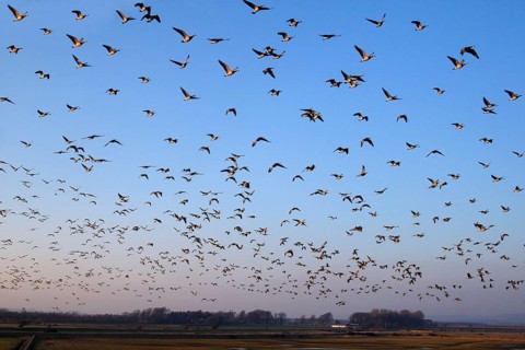 Barnacle Goose