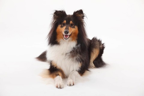 Rough Collie