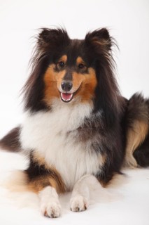 Rough Collie