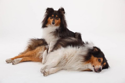 Rough Collies