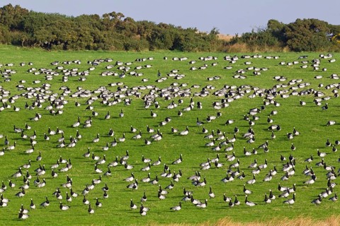 Barnacle Goose