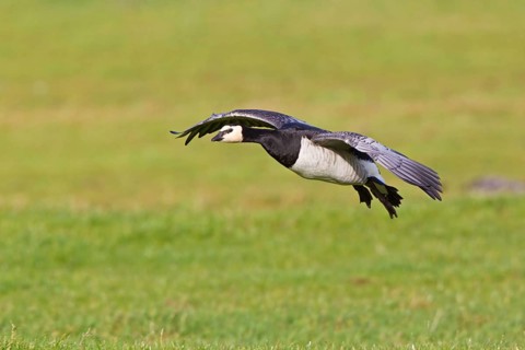 Barnacle Goose