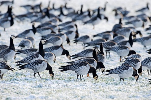 Barnacle Goose