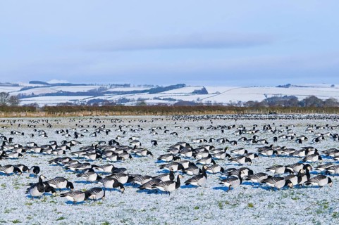 Barnacle Goose