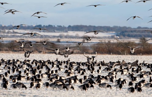 Barnacle Goose