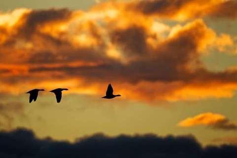 Barnacle goose