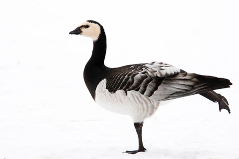 Barnacle goose