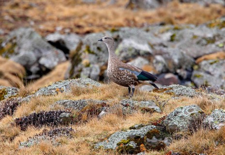 Blue-winged goose
